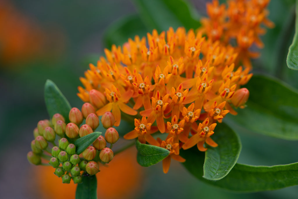 What are Native Plants?